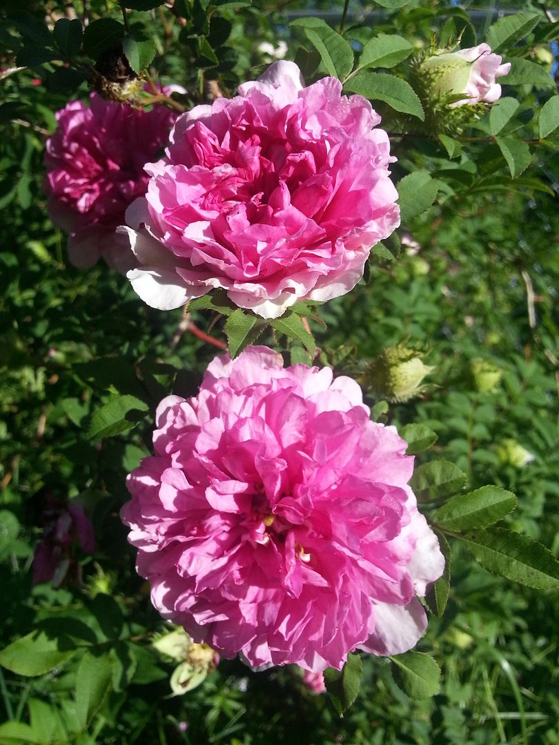 double chestnut photo 20130525_085436_zpsad41e931.jpg